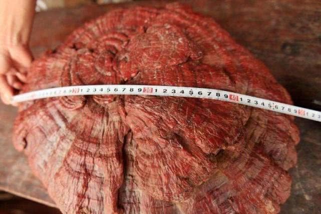  「棺材」以前农村土葬，出现的“棺材菌”是什么东西？专家：无