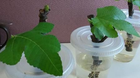  「葡萄」1根枝条插土里,10天生根,来年结果,一结一箩筐,吃不完!