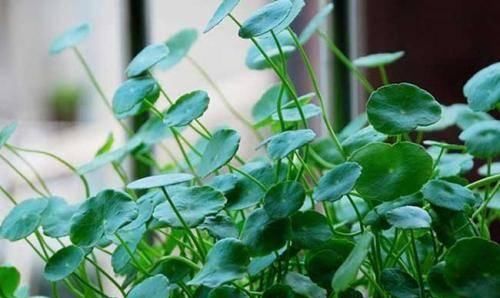  【枯叶】铜钱草枯叶烂根，越养盆里草越少，这3点你都做到了吗？