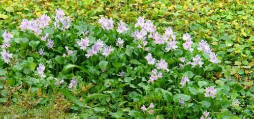 「人称」一种开白花的植物,价值很大,人称“凤眼蓝”,却常被当杂草