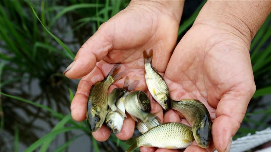  [稻田]乡下稻田里的一种野味，过去备受追捧，如今假冒的太多难