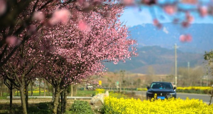「不失气质」简约不失优雅油菜花地里的WEYVV7精致迷人