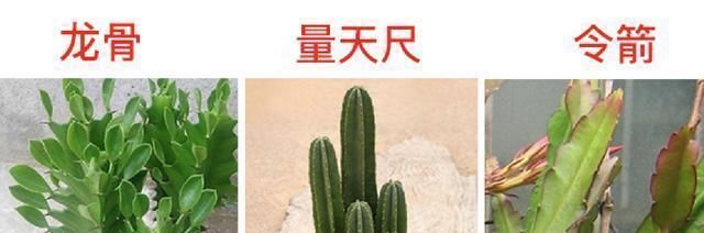  『仙人掌科植物』龙骨、量天尺、令箭荷花，是同一种植物吗？养护方法有什么不同？