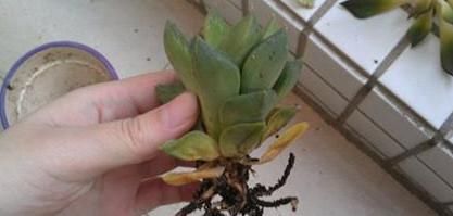 「理腐败」多肉植物底部叶子干瘪枯萎怎么办