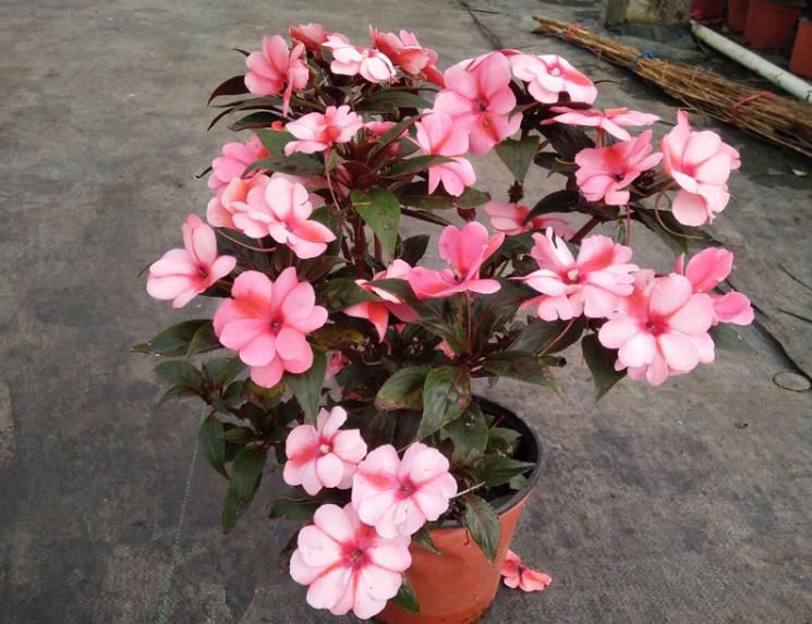  『非洲』非洲凤仙花，花开满盘的养护方法！简单易懂的问答模式