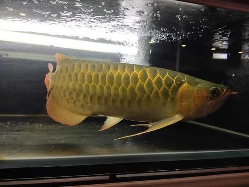  各有利弊|大水体养鱼和强过滤养鱼，哪一种方式比较好？应该是各有利弊