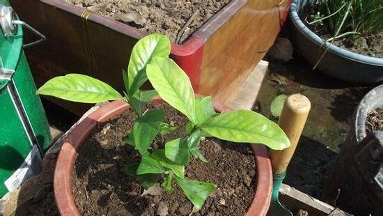 种花草：很好养的6种花草，扦插生根快，花儿开成团，漂亮易养活