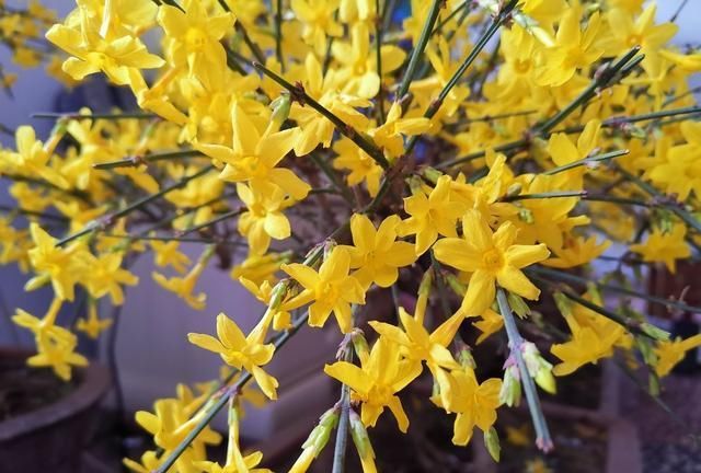  [日子]迎春花开了，百花齐放的日子，还远吗？