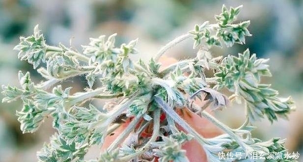 农村一植物长得像艾蒿，价格是荠菜的10倍，被人们誉为草中之王