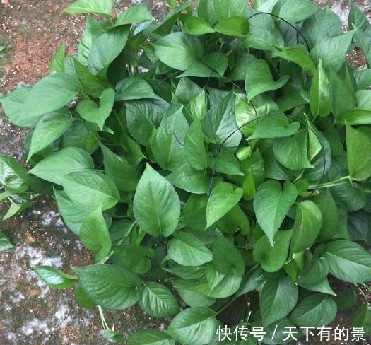 「适合」3种花卉,花色艳丽,花期长,适合在室内养护,是家中养花必备