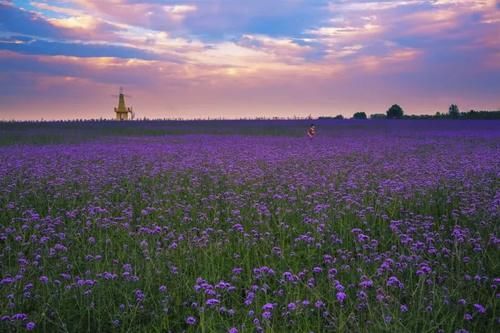 千亩紫色花海,网红音乐之旅……小编邀您打卡灌云,即刻启程!