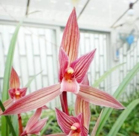  「值得」中华顶级红素兰花，一杆多花，花色艳丽迷人，花开浓香，值得拥有