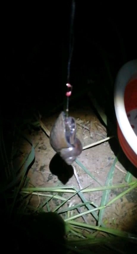 入侵生物？上海河道，现大量红色恶心生物，钓鱼人：河里鱼都没了