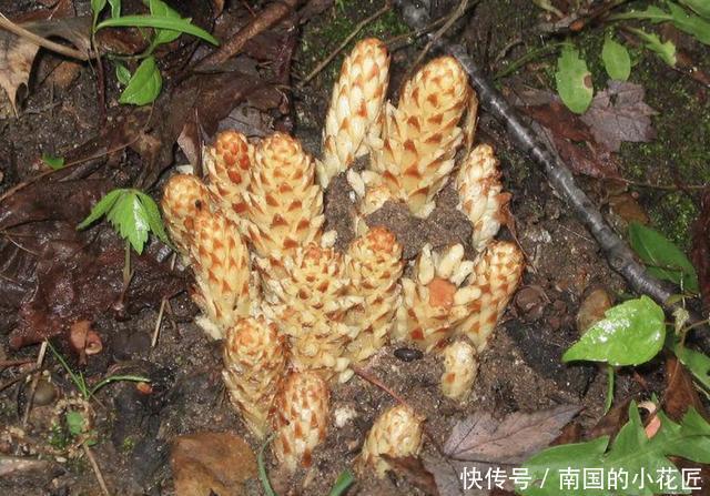  『不老草』在沙丘、山坡下，生长着1种“不老草”，植株珍贵，遇到请保护！