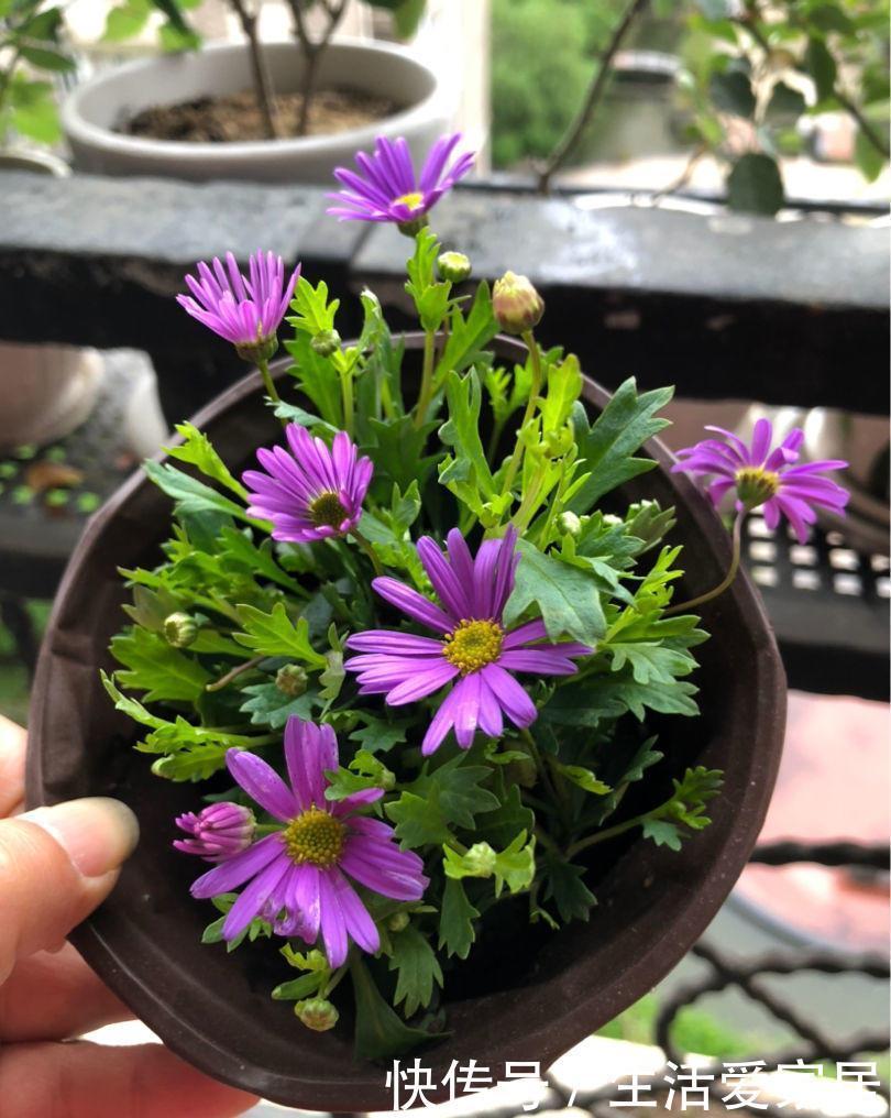 「很快」喜欢姬小菊的别花钱买,掐个枝埋土里,很快就长满一大片!