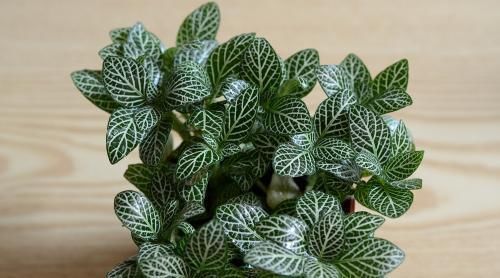  『虎皮兰』卫生间湿气、臭味重，这“5种”绿植轻松助你解决问题！