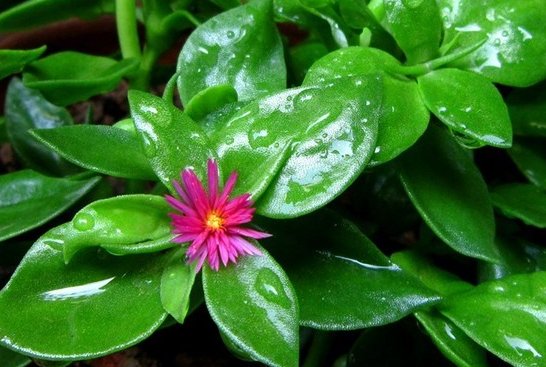  『韧锦』适合懒人养的几朵花，越懒开花越顺利，越容易爆盆，花开五颜六色