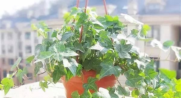  【搜罗】史上最全“懒人植物”大搜罗，看看哪盆才是你的心头好
