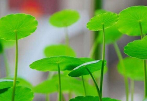  「新芽」养铜钱草，不能“顺着来”，7天不见光，新芽狂冒，枝条蹿成1米高
