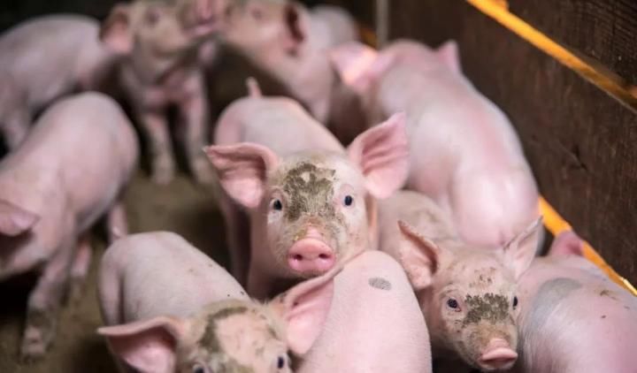 非洲猪瘟后，中国猪场打响了一场科技战……