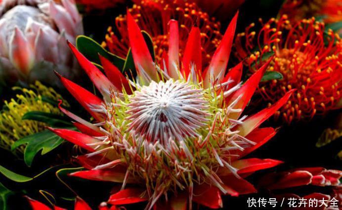  盆栽■“4种花”花朵硕大，花期长，家庭理想花卉盆栽，你最喜欢哪一种
