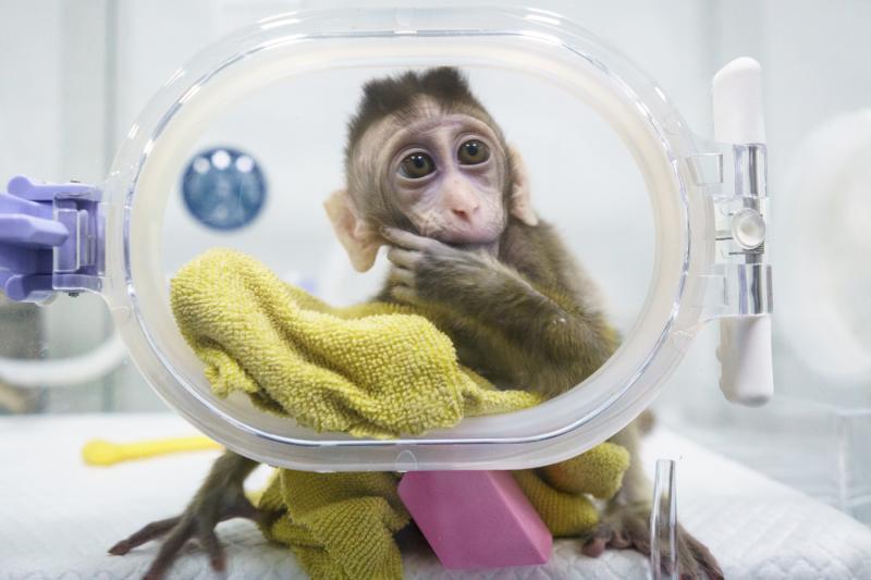 重磅！世界首例生物節律紊亂體細胞克隆猴模型誕生，對疾病研究和藥物研發價值不可估計 科技 第9張