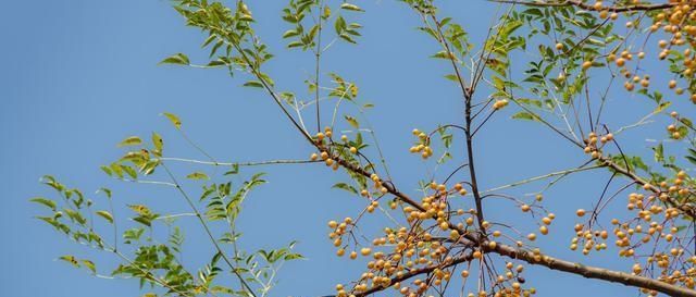  果实|楝树，原本农村很常见的一种乡土树种，为什么现在越来越少