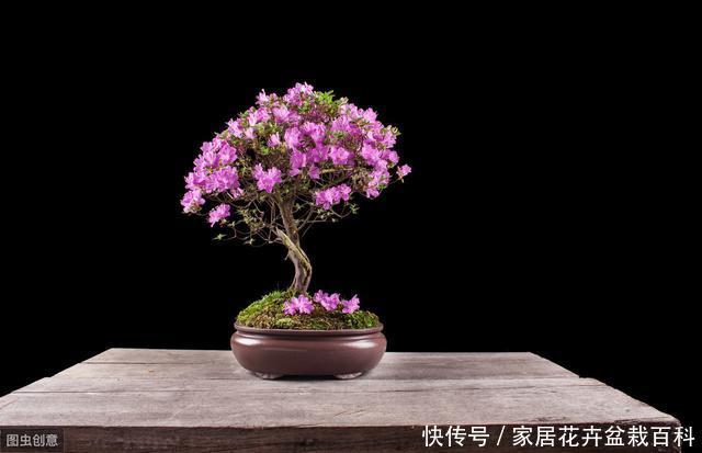  不见：窗台上的一盆杜鹃花，每年很简单的养护，却年年见花不见叶