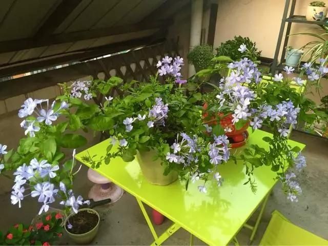 『花儿』屋顶造一个清新居家“小花园”,一起看花儿沐浴阳光雨露