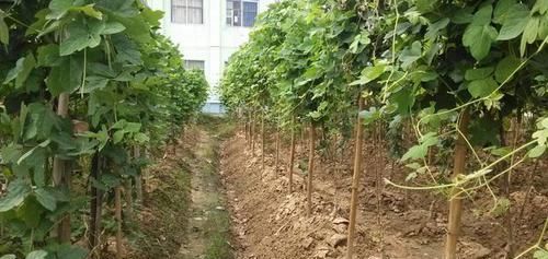  「还好」田野一绿植，移栽花盆中，叶色好看根系还好用