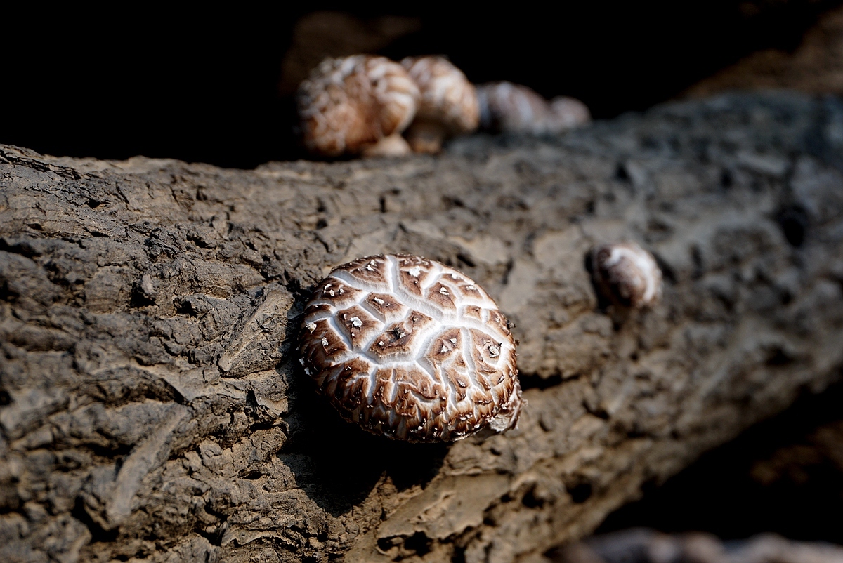  「远销」男子家门口种香菇17年：产品远销日本韩国 称挣钱看孙子