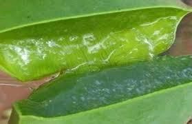 祛斑离不开芦荟,睡前只需用它敷脸,美白润肤轻松消灭黑色素