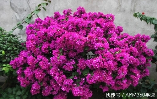 『阳光』5月养花选它,不怕晒不怕热,阳光越灿烂开花越漂亮,值得拥有