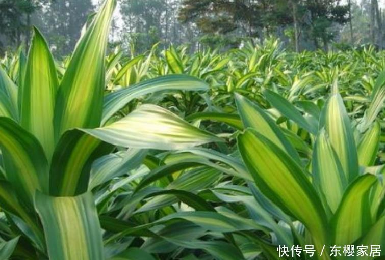  农村：农村4种“吸毒花”，被称作“天然空气净化器”，聪明人都在养