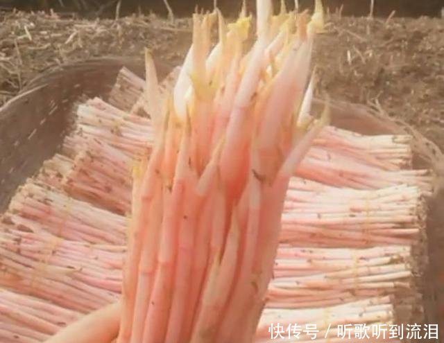 农民种植的“它”以前拿来喂猪，如今靠它年赚十几万！
