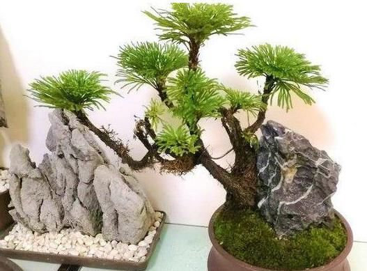  [值钱]这植物是难得盆栽佳品，野外游玩碰到记得挖回家，越养越值钱