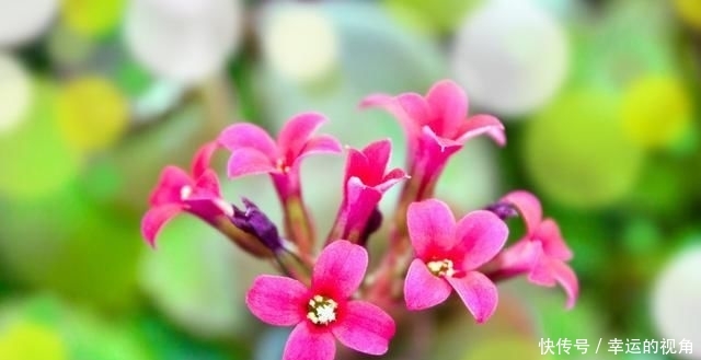  礼品■花语吉祥，常作为礼品馈赠亲朋好友，长寿花详情介绍