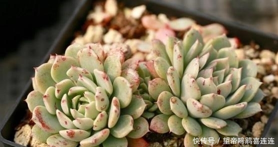  定要注意■如何养好多肉纸风车盆栽？4方面做到''适中''，植株状态贼好