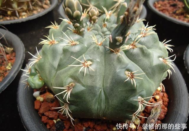 「一大」仙人球绯花玉怎么养?光照施肥充足,花苞一大圈,能开好多花