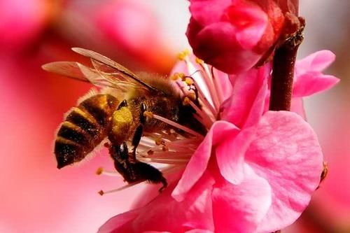  『植物』为什么有人把花朵形容为植物的“面容”它们有什么不一样的呢？