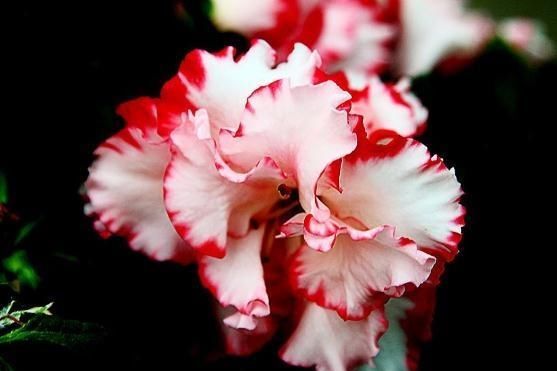  花芽：到了5月，杜鹃花得“套一套”，花芽“成倍”钻，花朵一开满屋艳