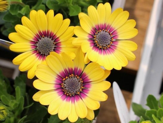  『烂漫』这些小菊花，放养在阳台，花姿卓越，开花爆成花海，烂漫迷人眼