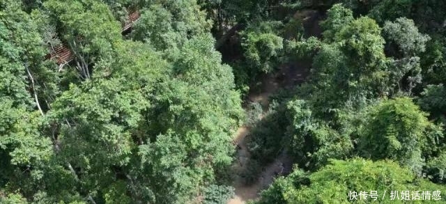 在西双版纳的野象谷，我没有看到野象，却看到了濒临灭绝的危险