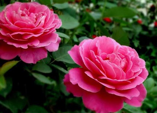  「不妨」几种厕所总是有异味，不妨养这些花朵，香味四溢，强过空气清新剂