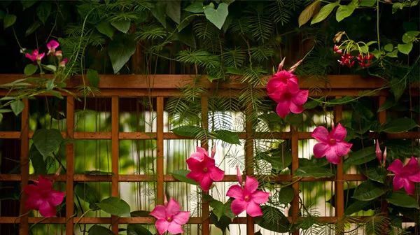 『开花时』她在院子里养了1棵花,春天开花上千朵,花多浓香,开成一面花墙