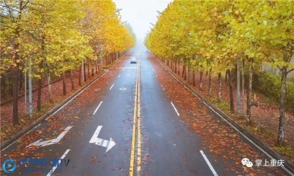 仙女山层林尽染 美景如画