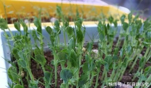 『就可以』封城期间少出门,朋友阳台种了3种菜,10天长满盆,掐着炒菜真香