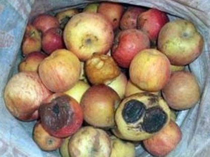  不能吃：今年村里又有人来收落果，这些果子又不能吃，为啥年年