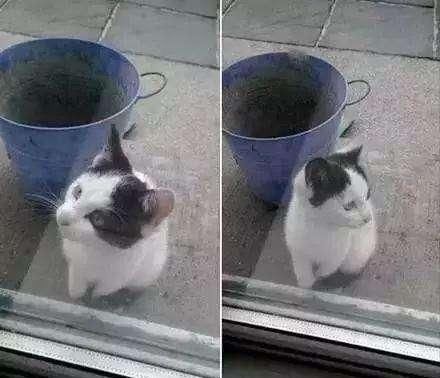  「奶牛」奶牛猫大叫向人求救，走近一看才知竟是为救将死的它，事后感动哭