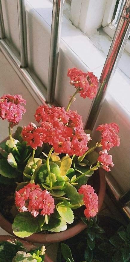 [温度]这花远看像长寿，近看像玉树，还能开出5色花，真神奇